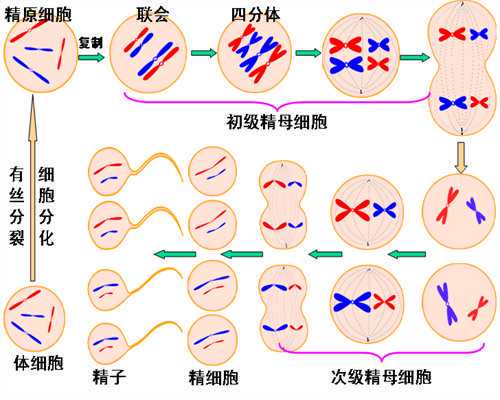 供卵源中介,患有新冠肺炎治愈后 多久能做美国试管婴儿促排卵?_湖南哪个湘雅