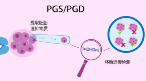 昆明助孕供卵生子,揭秘!美国试管婴儿移植五天囊胚pk七天囊胚区别_新疆哈密骆